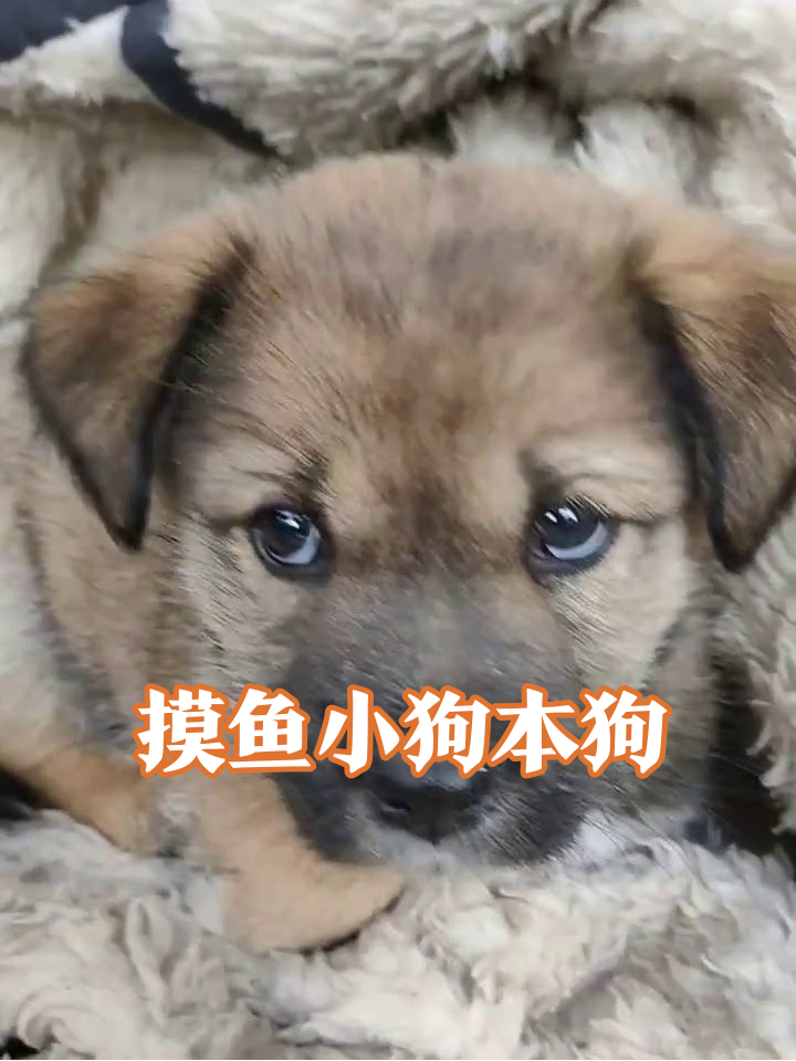 小狗困成表情包:想睡又睡不着,像极了上班摸鱼的你