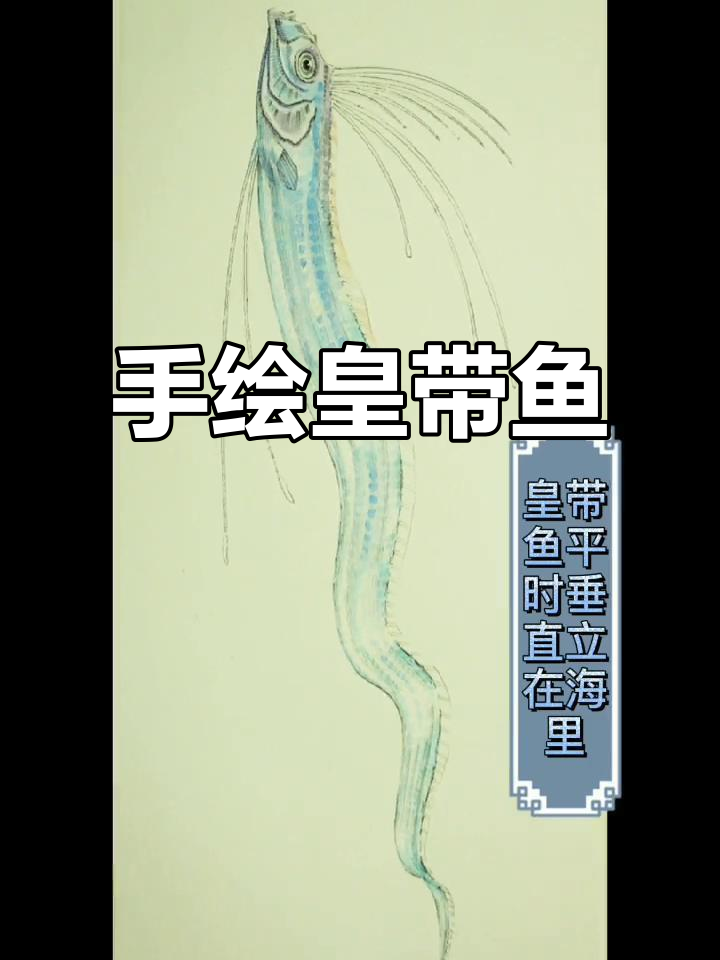 钢笔淡彩绘制皇带鱼，生动逼真