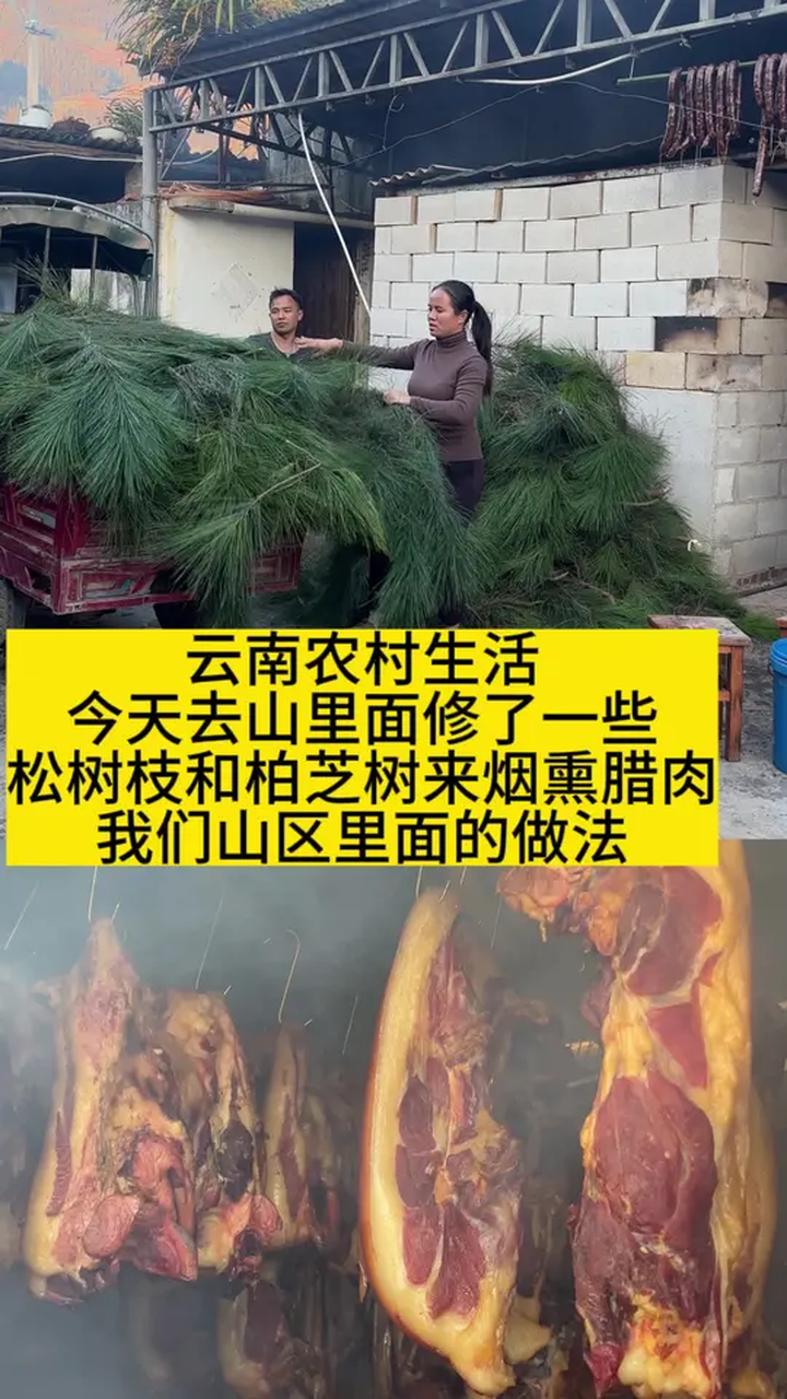 今天去山里面修了一些松树枝和柏芝树来烟熏腊肉