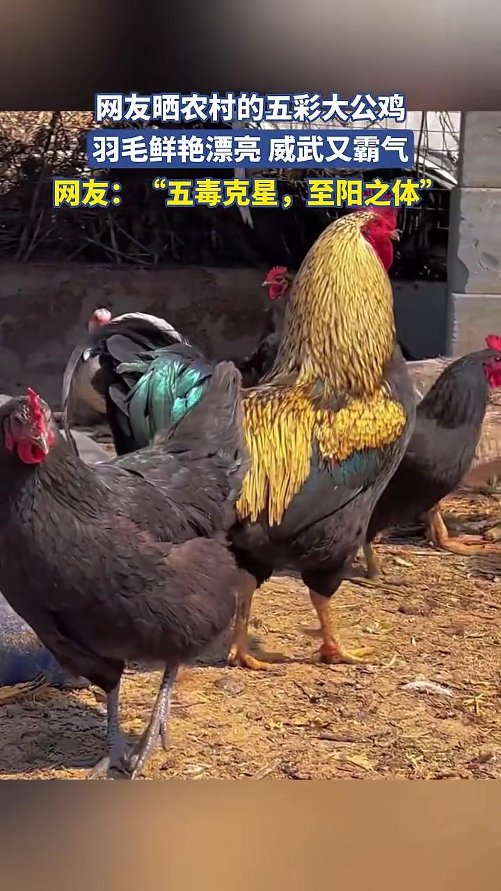 农村的五彩大公鸡,羽毛鲜艳漂亮威武又霸气