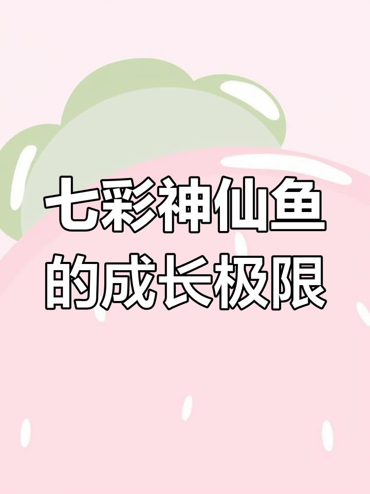 七彩神仙鱼能长多大?揭秘最大体型与养护技巧