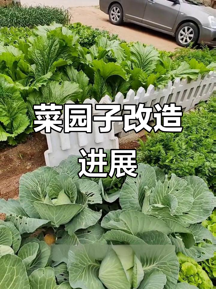 菜园围栏与踏步石改造,效果初显!