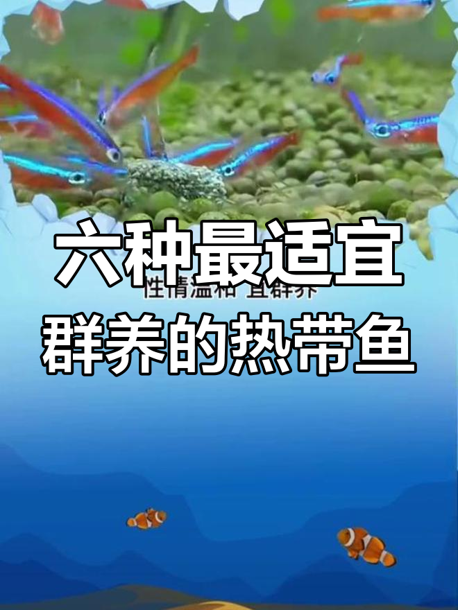 热带观赏鱼群游推荐:六种最佳鱼类