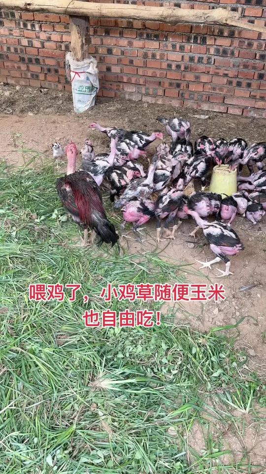 喂鸡了,小鸡草随便玉米也自由吃!