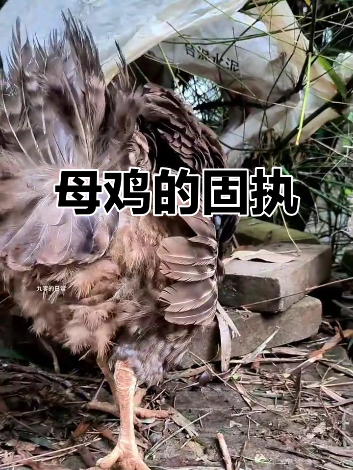 母鸡太执着,孵了半个月都不肯离开窝,得人工帮忙喂食