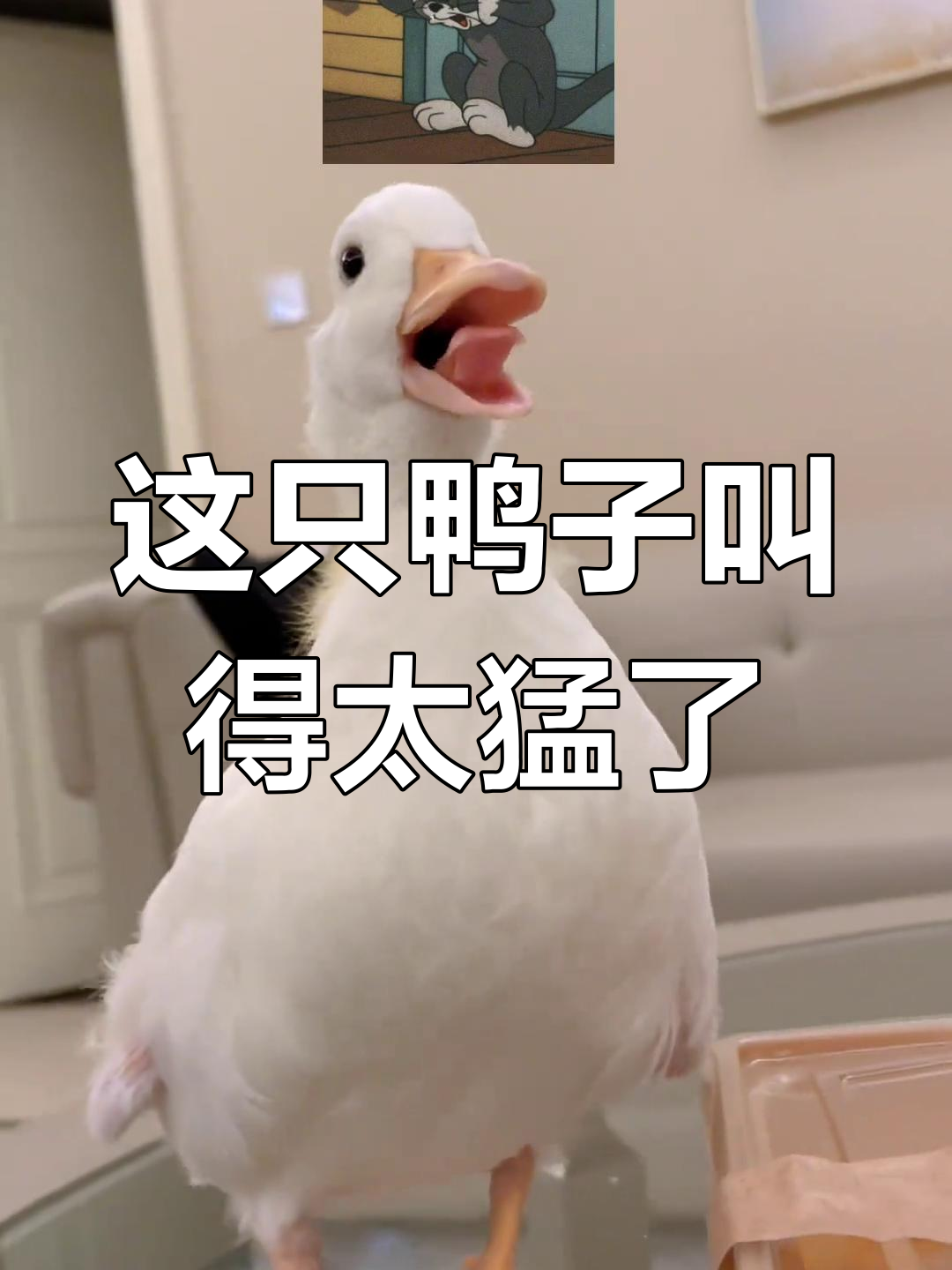 母鸭叫声太夸张，简直能当狱警！