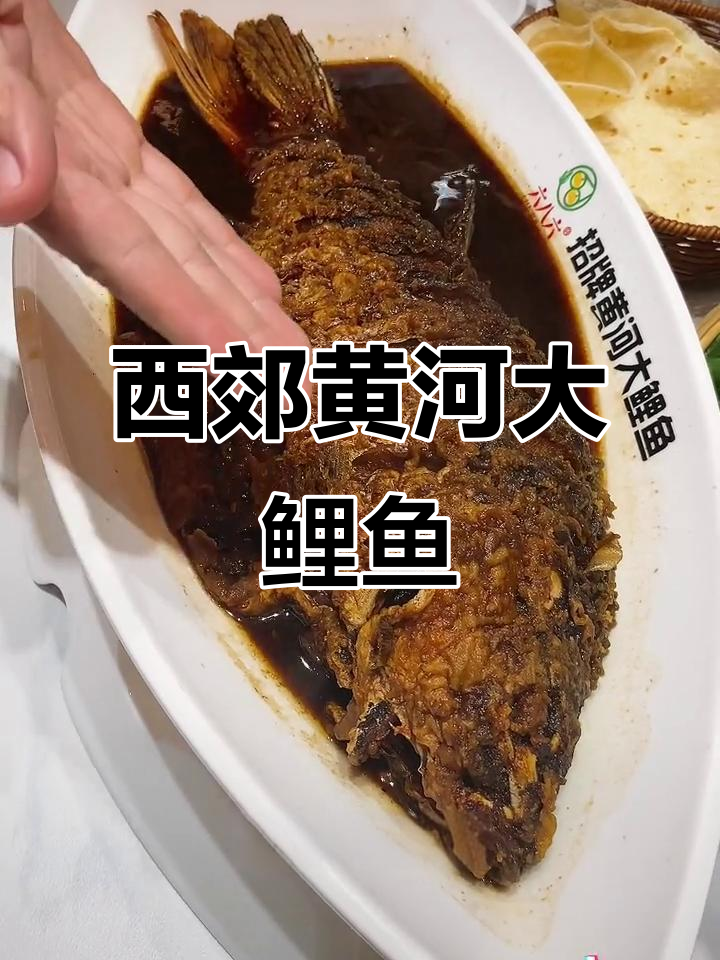 郑州西郊黄河大鲤鱼,外酥里嫩,酱焖做法超美味