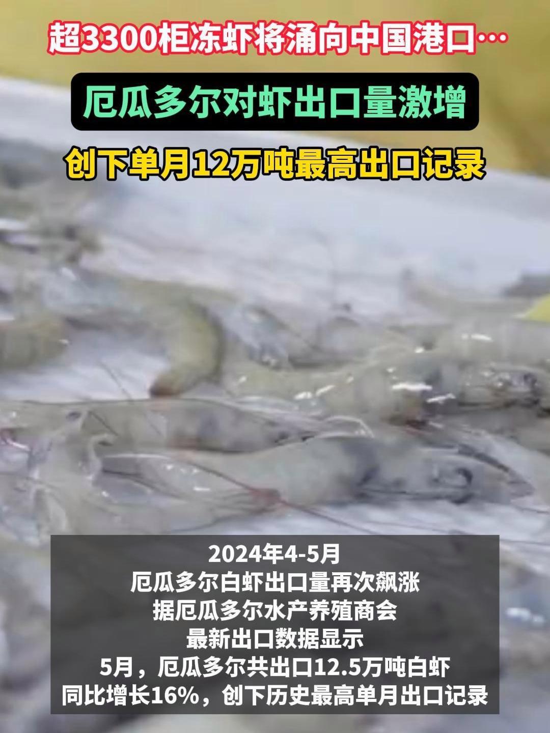 厄瓜多尔对虾出口量激增!超3300柜冻虾将涌向中国港口 南美白对虾 进口虾 水产养殖