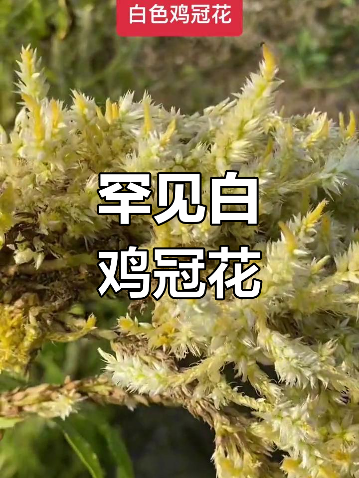 稀有白色鸡冠花:药效惊人,孩子鼻血一治就好
