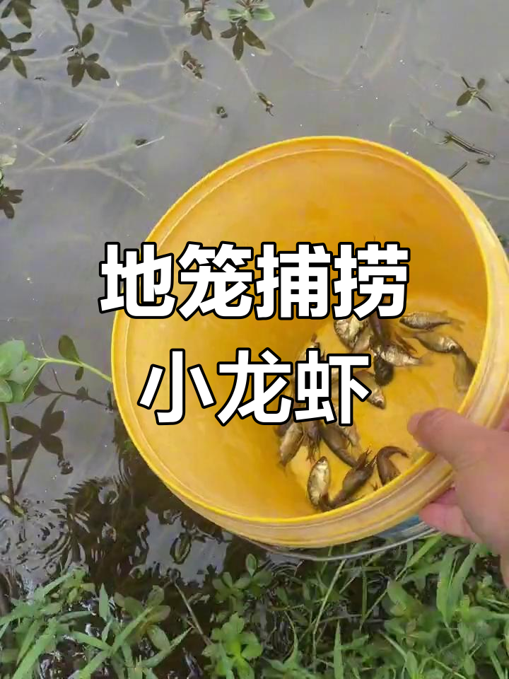 清晨抓龙虾,地笼里的小惊喜