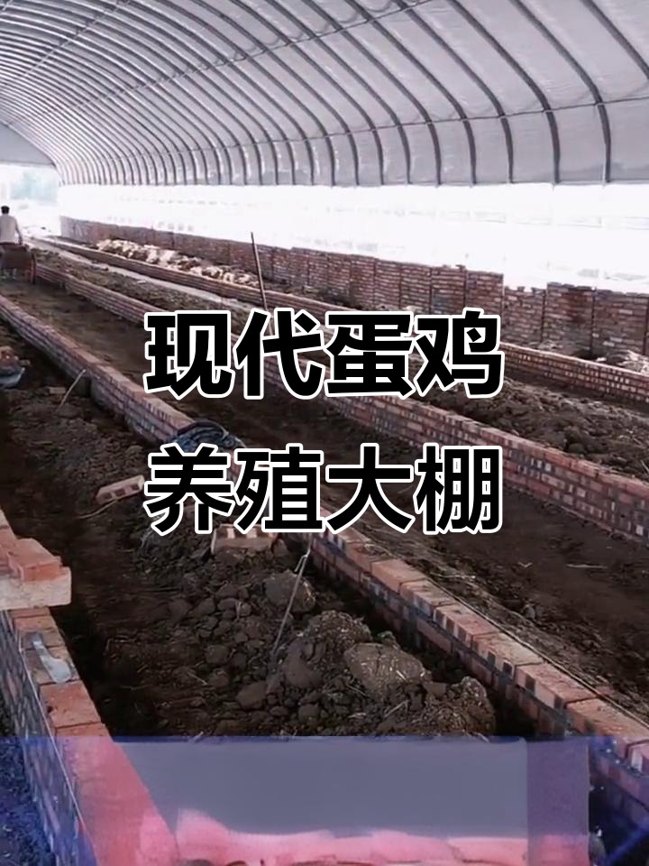 蛋鸡养殖大棚全景展示,了解现代化养殖模式