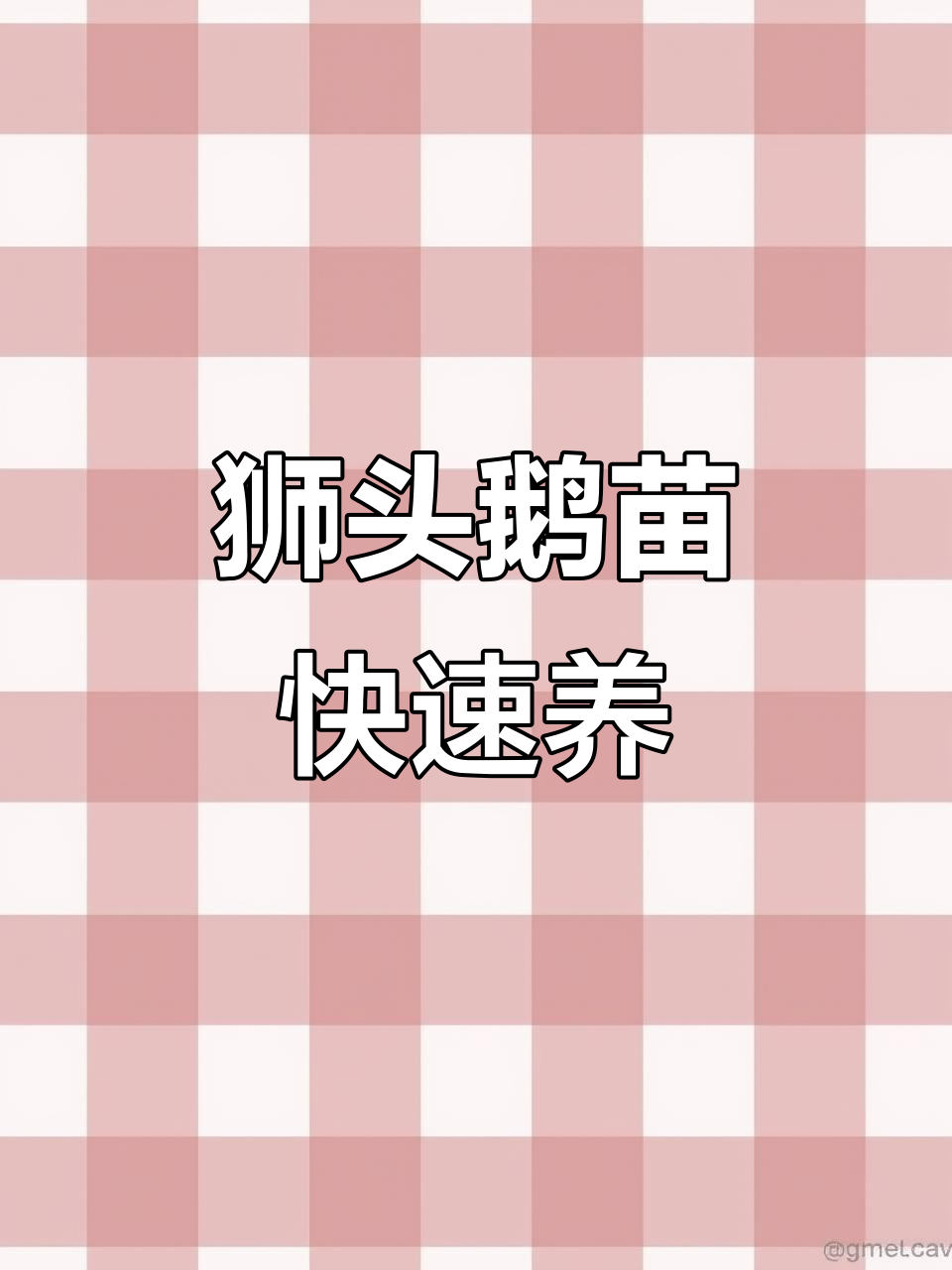 海安狮头鹅苗养殖技术,三个月出栏,免费送棚、回收