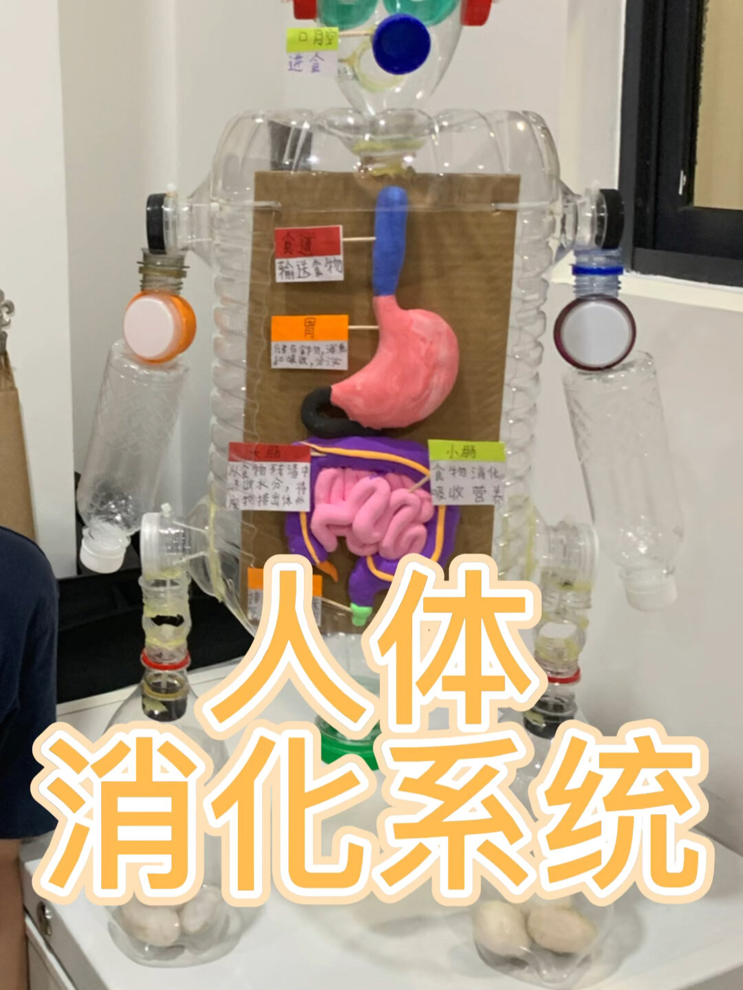 制作人体消化系统