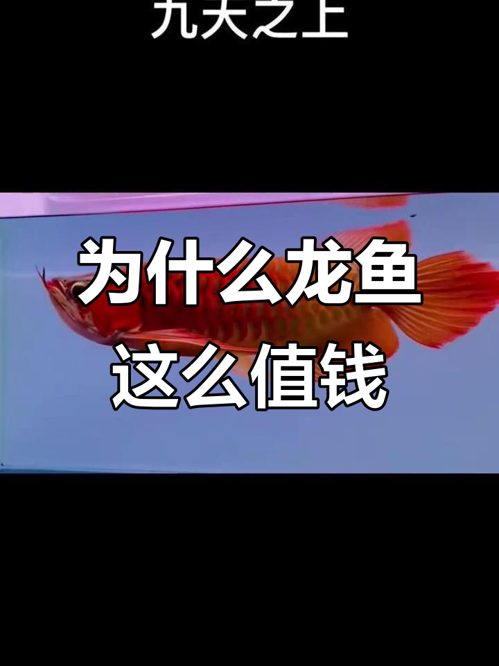 龙鱼为何如此昂贵？揭秘风水背后的秘密