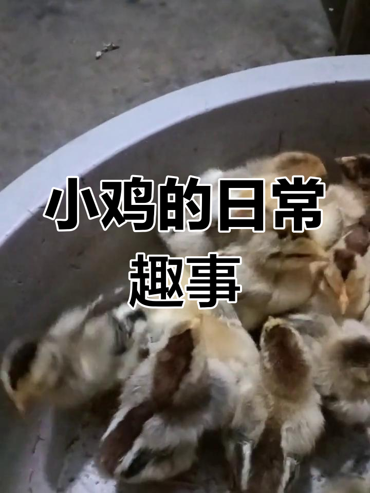 农村小鸡的可爱日常,喂食、抱蛋全纪录
