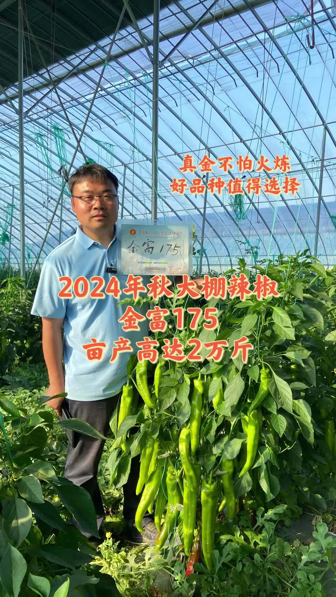 2024年秋大棚辣椒选什么品种?首选金富175,产量高 三农 农业种植 辣椒种植