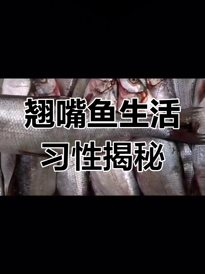 翘嘴红鲌:水质要求高,生存水温有讲究