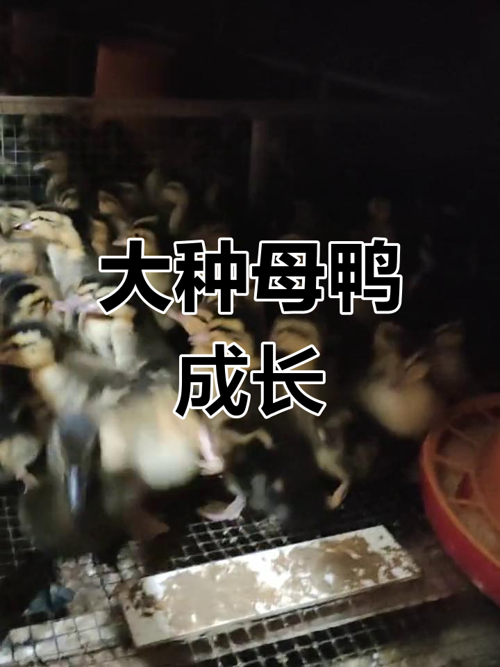 养殖鸭子成长记录,50天后的变化
