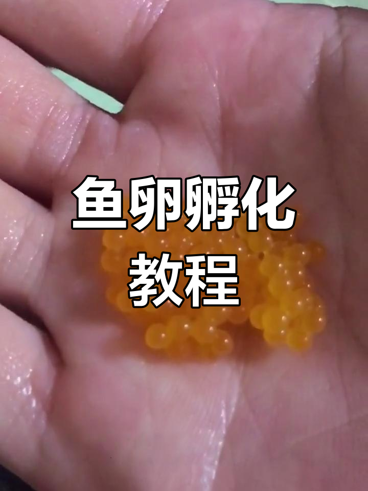 大帆鱼繁殖全过程,轻松孵化小鱼