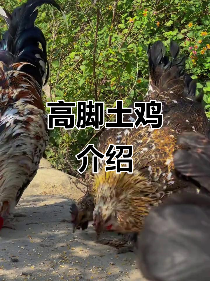 农村散养土鸡,毛脚高脚爆花鸡品种揭秘