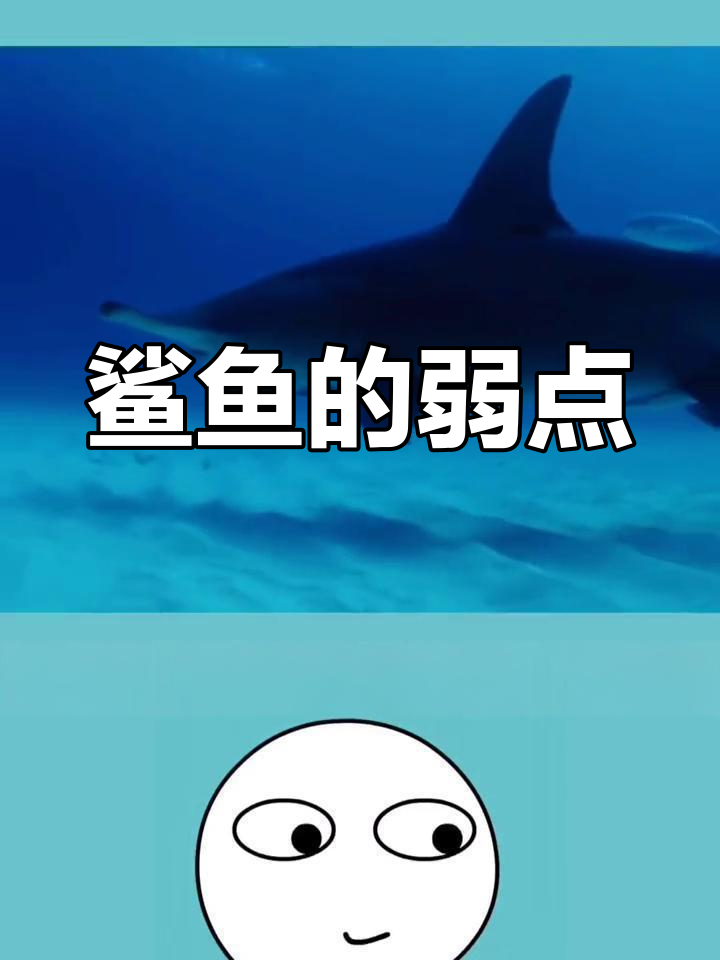 海豚为何能击败鲨鱼