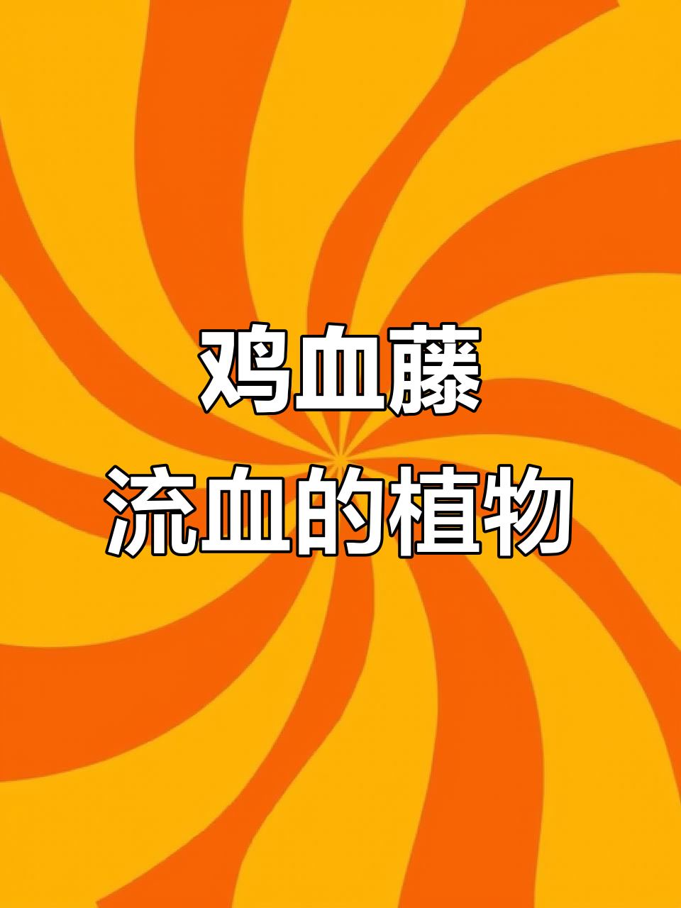 鸡血藤:一种切开会流血的神奇植物,叶片椭圆常绿