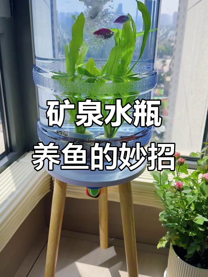 用矿泉水桶打造超性价比鱼缸,简单又实用