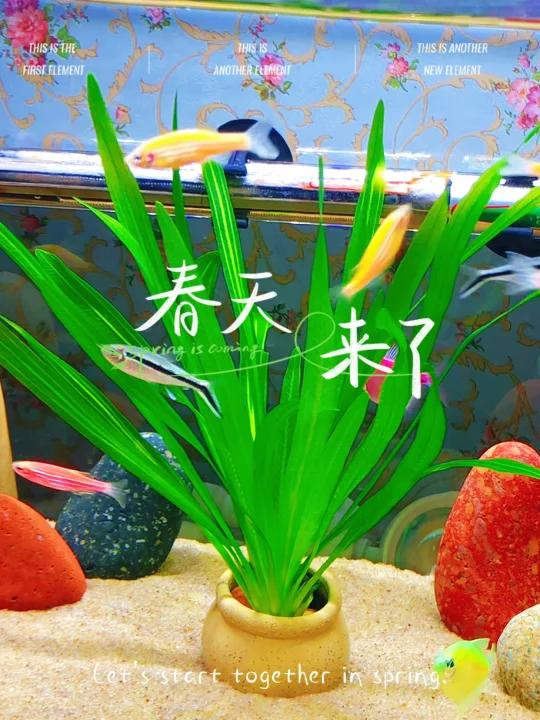 教大家这样种水草,好看方便又好养活!