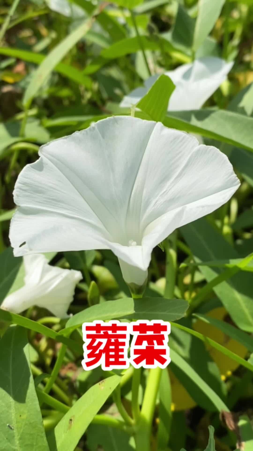蕹菜也叫空心菜,它这些价值你知道吗?