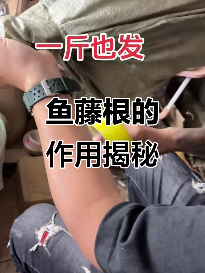鱼藤根到底有啥用?古法捕鱼的秘密武器