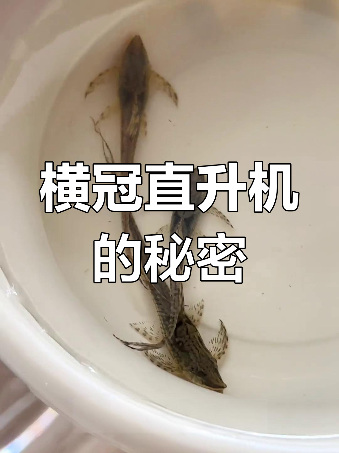异形皇冠直升机,公母难辨,嘴巴动得超快