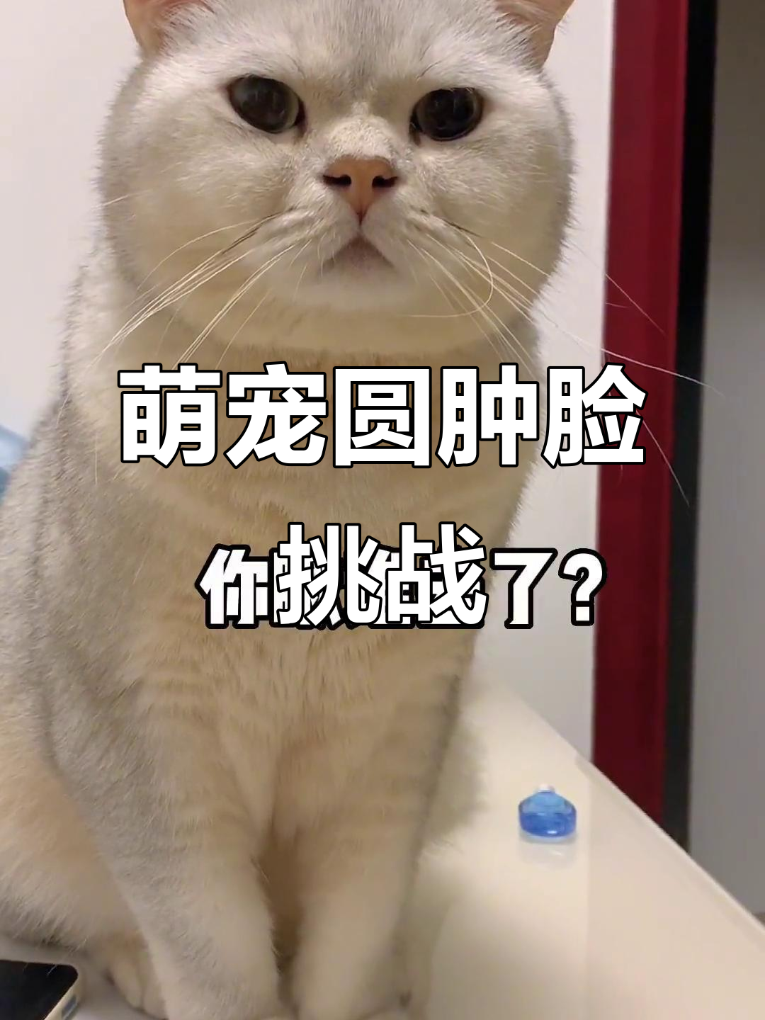 这只方脸猫,简直卡通怨种脸的完美演绎