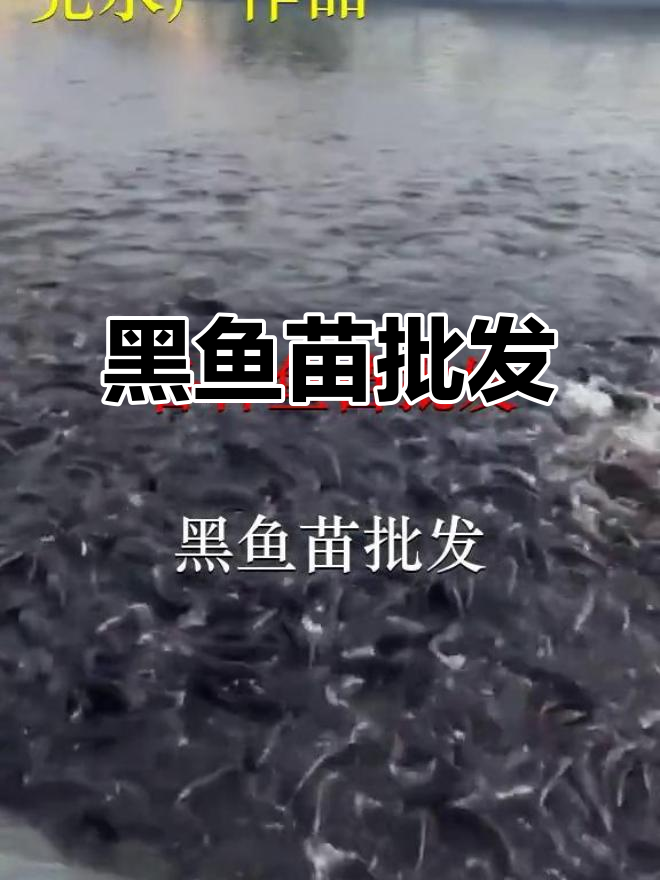 英红黑鱼苗批发，广州市场供应充足