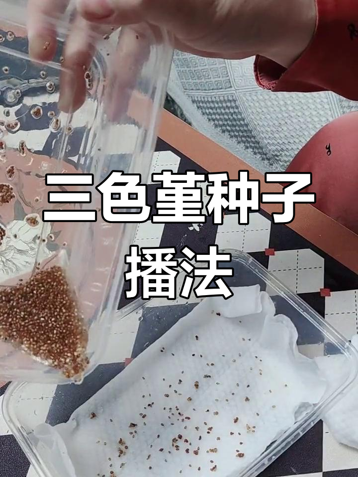 种子发芽前的准备,三色堇的播种技巧