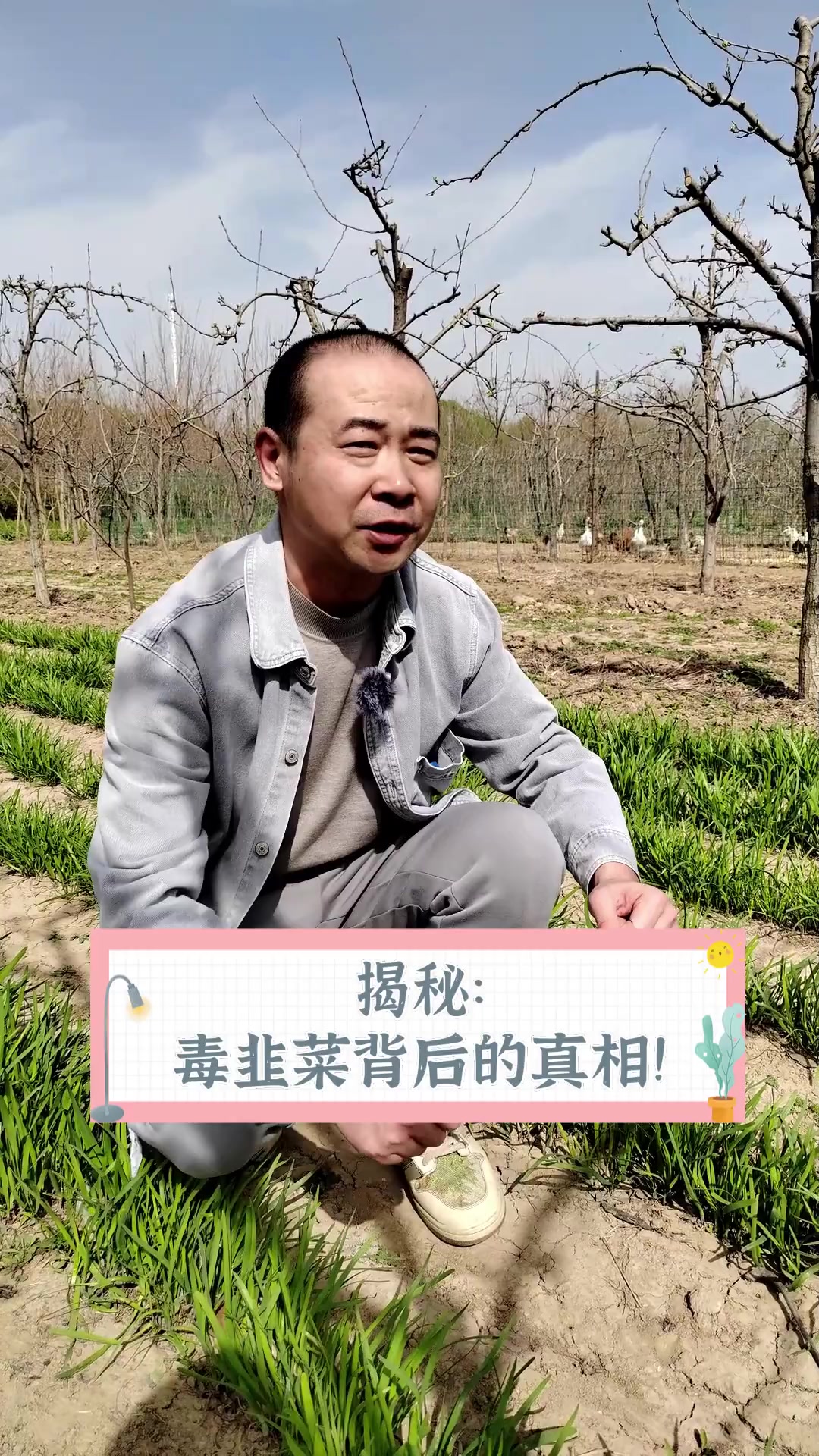 揭秘:毒韭菜背后的真相!