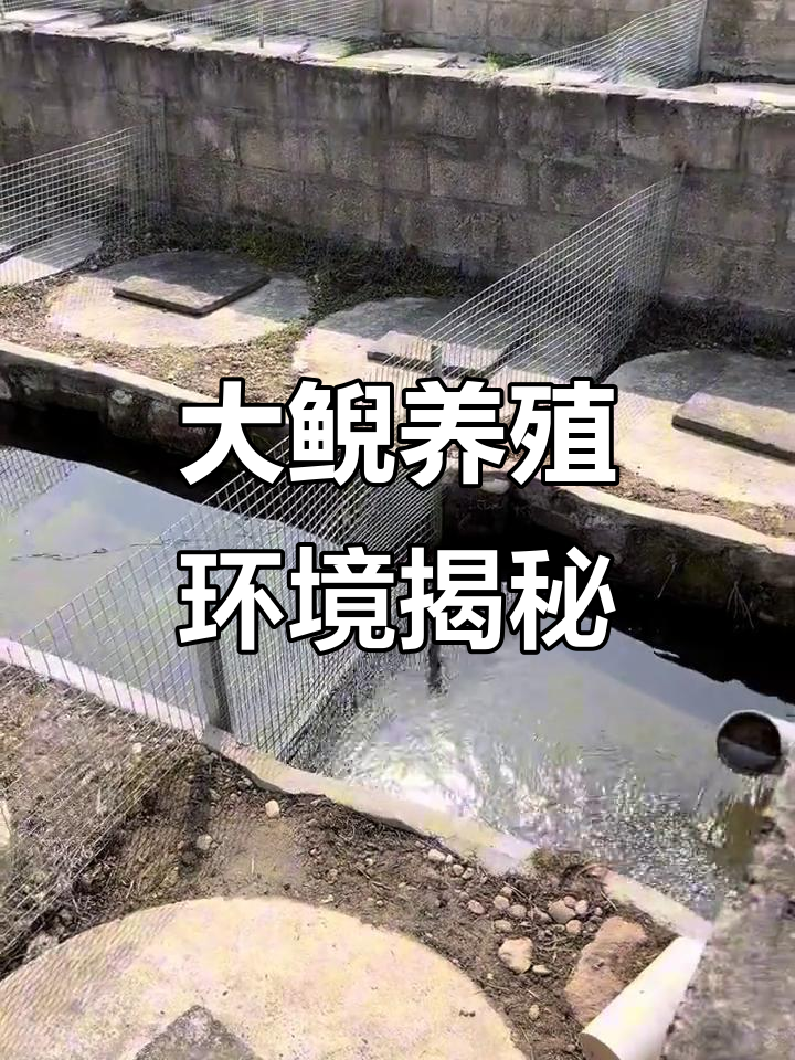 青山绿水中的大鲵养殖基地,四五十斤的娃娃鱼就在眼前