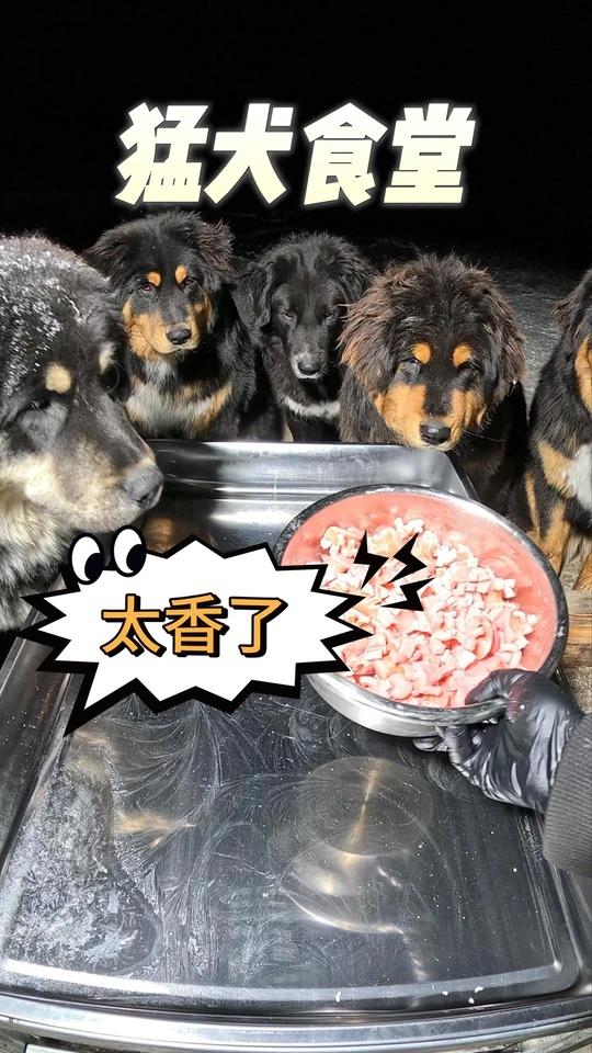 狗狗零下35°户外干饭是什么体验