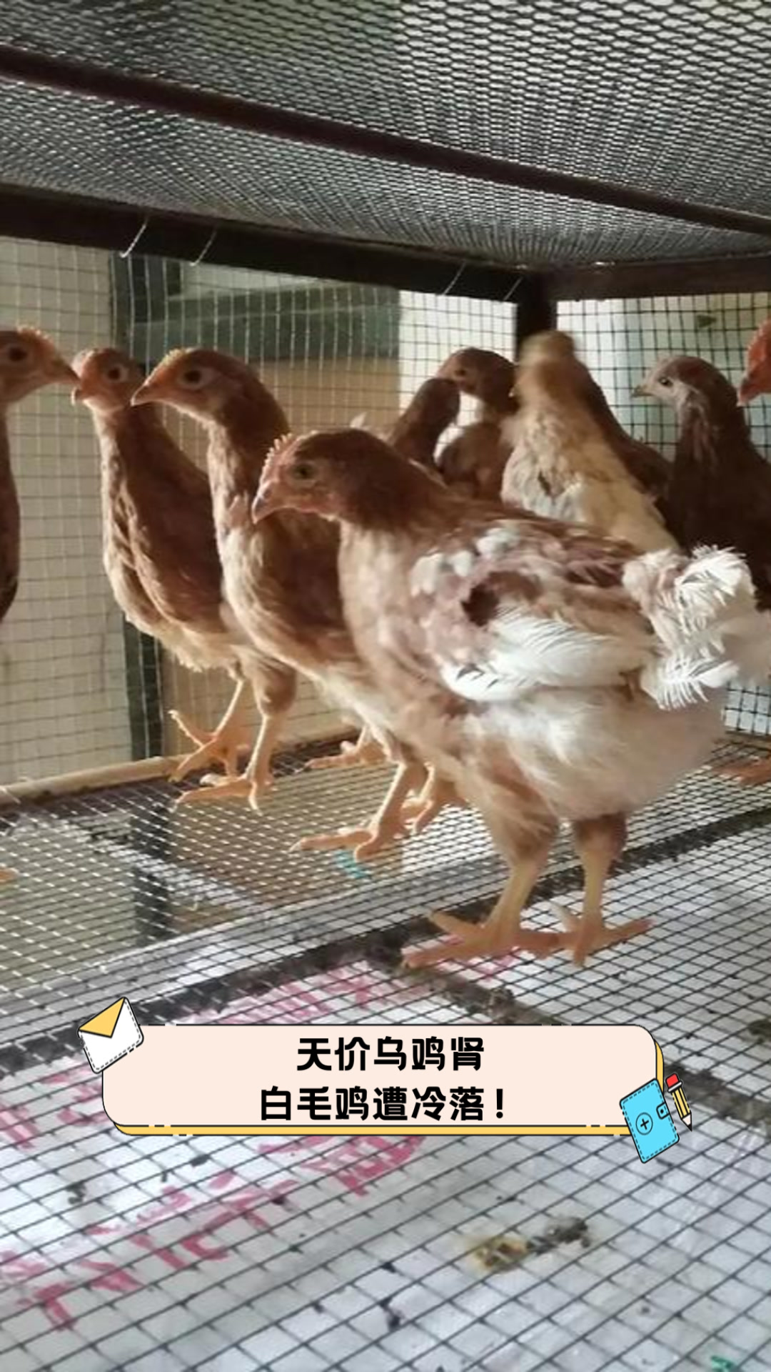 天价乌鸡肾，白毛鸡遭冷落！