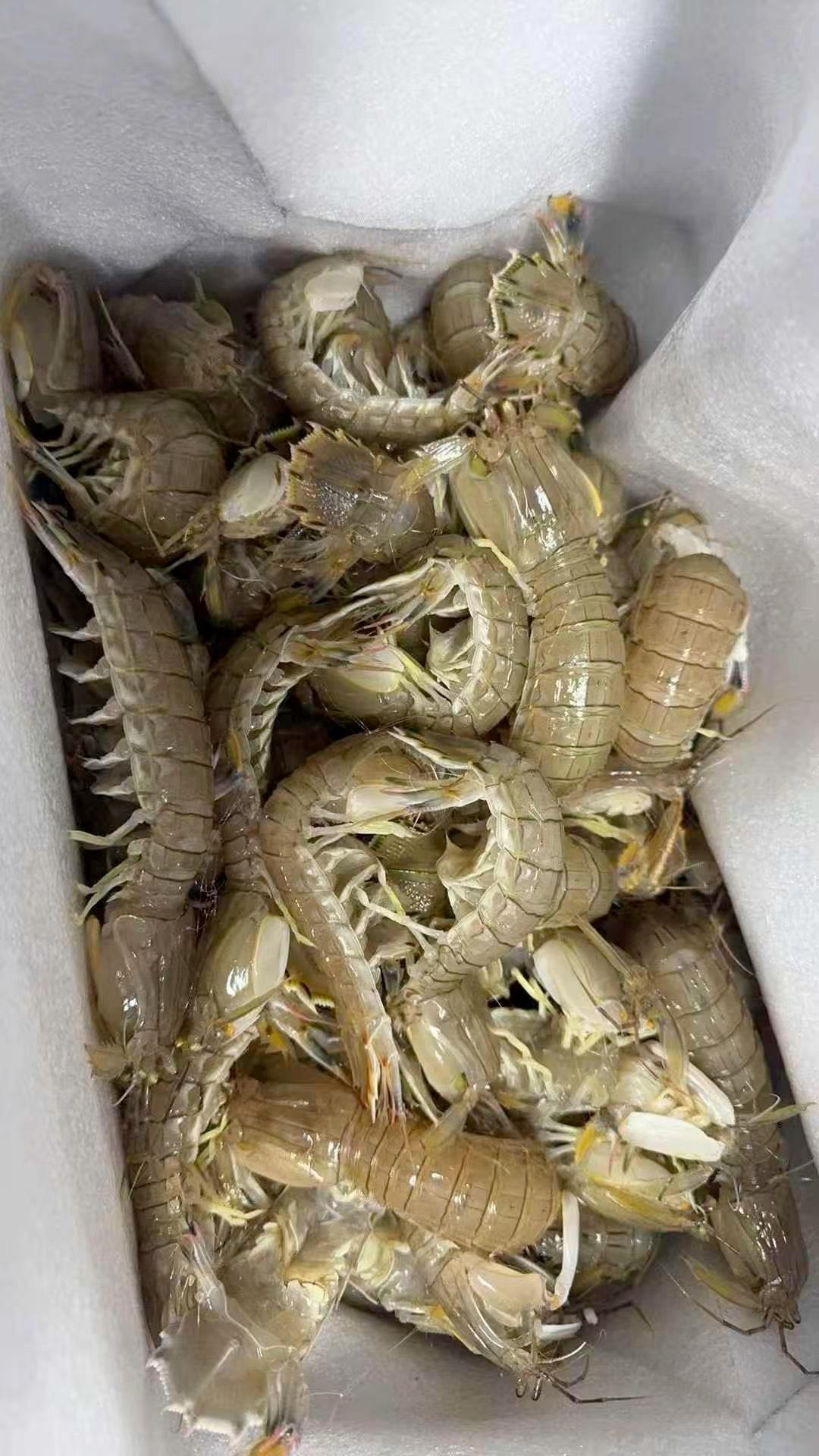 刚回来的小海皮皮虾和野生大对虾,吃起来鲜的很
