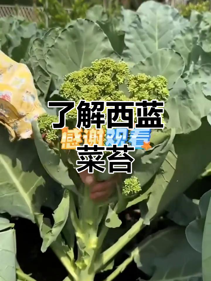 西蓝花和西兰菜苔大不同,营养丰富又好种