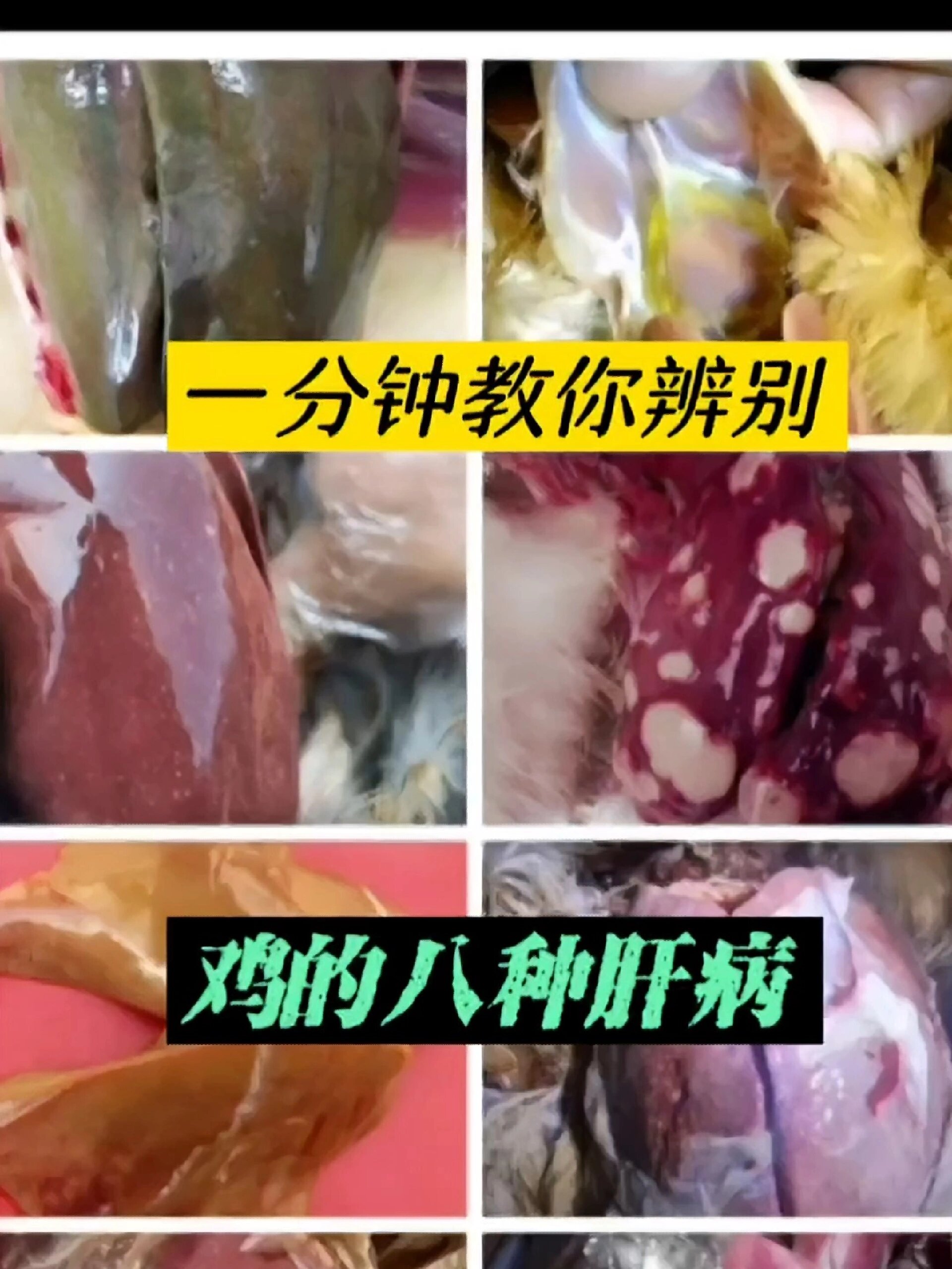一分钟教你辨别鸡的八种肝病