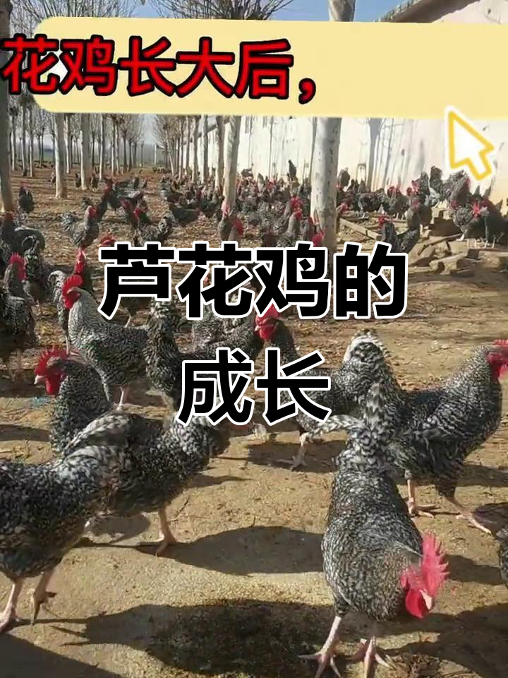 芦花鸡成长记:从脱温到成年的蜕变