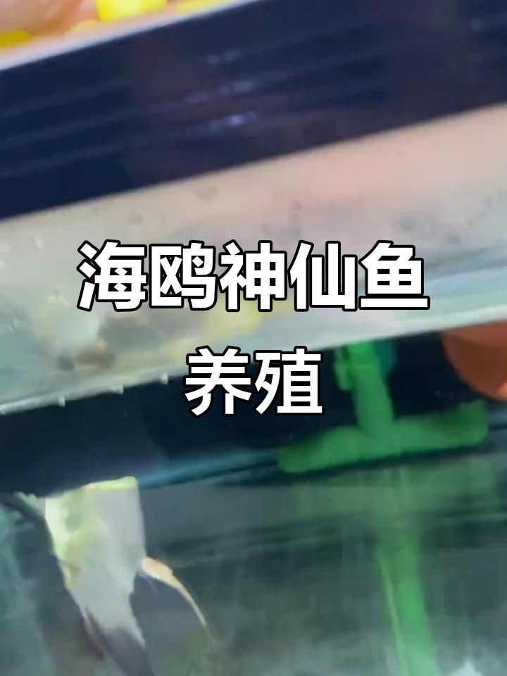 海鸥神仙鱼养殖技巧:从孵化到护理全攻略
