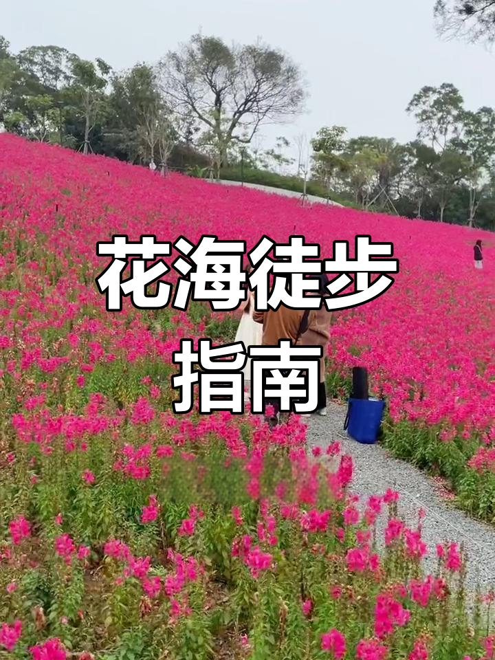 东坪山步道,金鱼草花海如画,超详细路线等你探索!