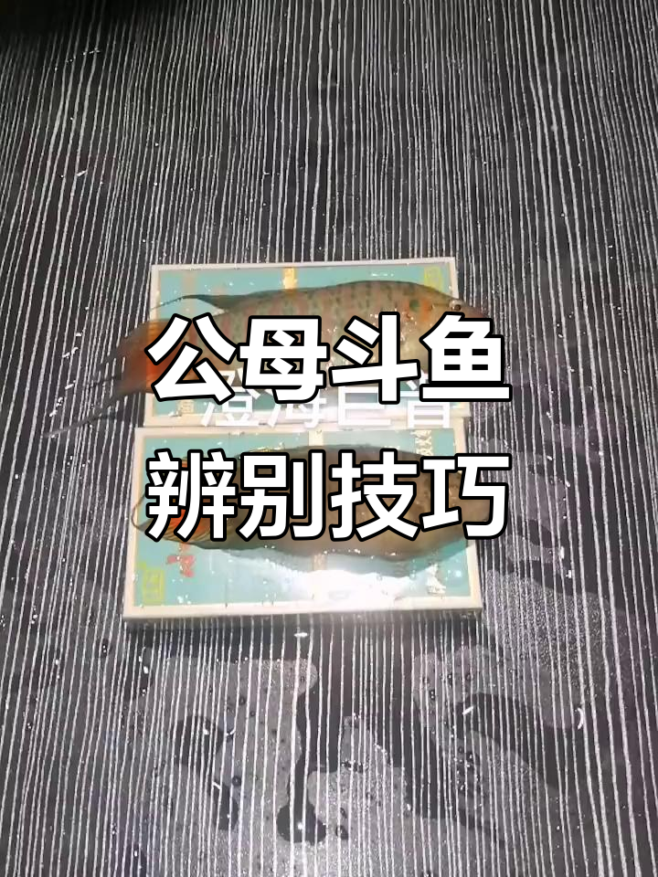 分辨公母斗鱼,教你如何区分罗非与巨普亚成鱼的性别