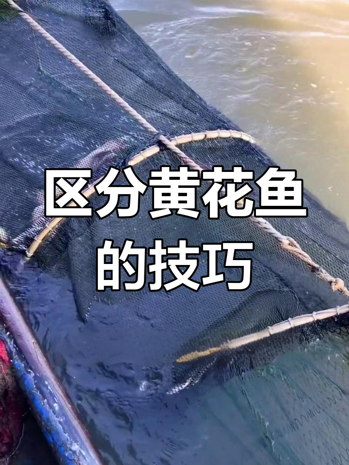 黄花鱼种类大揭秘,最贵一斤几百块