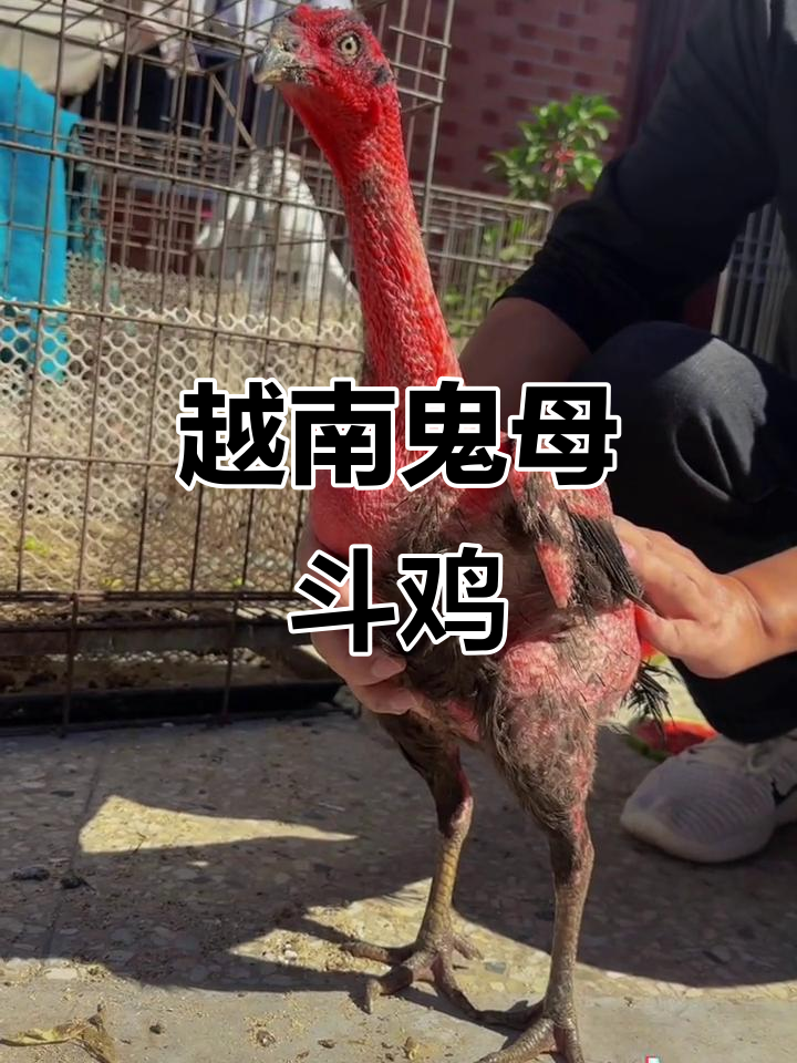 越南纯种鬼母斗鸡,15个月开始下蛋