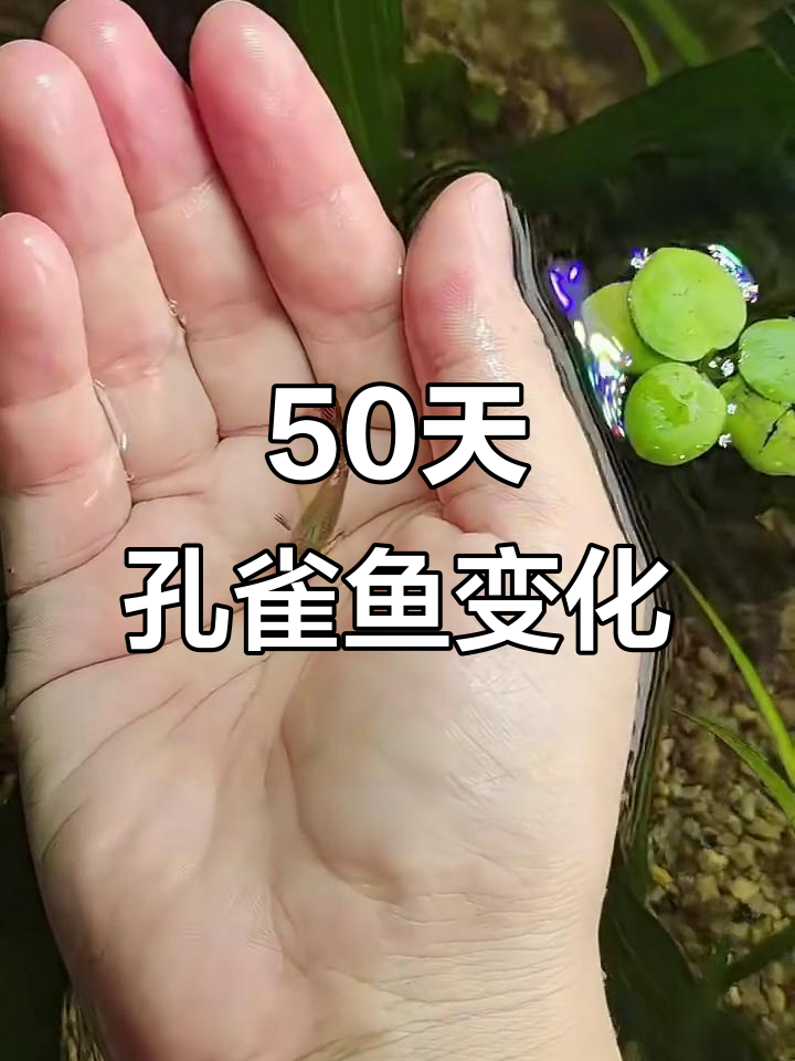 50天孔雀鱼成长记:从出生到变色全过程