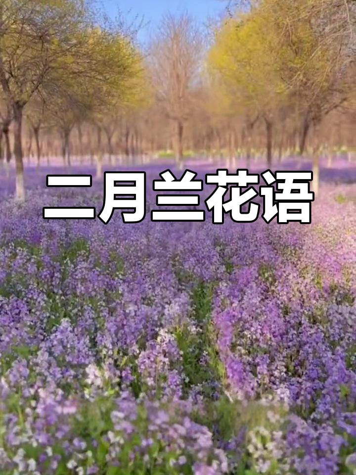 二月兰象征谦逊与奉献,美丽如海却始终守护初心
