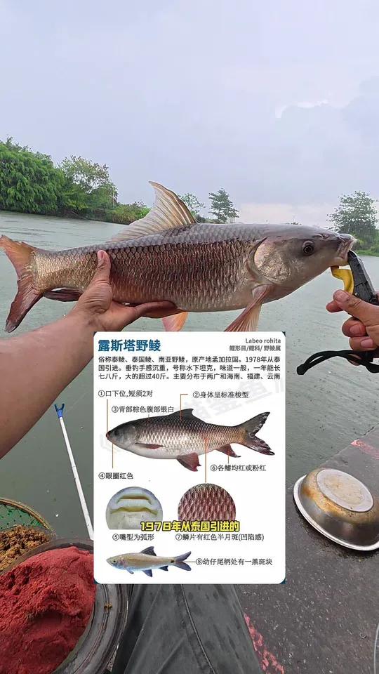 解锁 水中疯狗泰鲮！